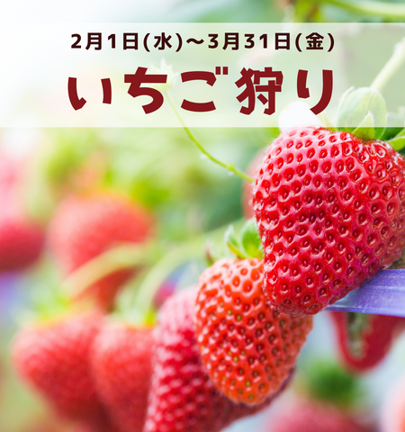 いちご狩りのシーズン到来♪ 
無料送迎でお車がなくてもOK！
