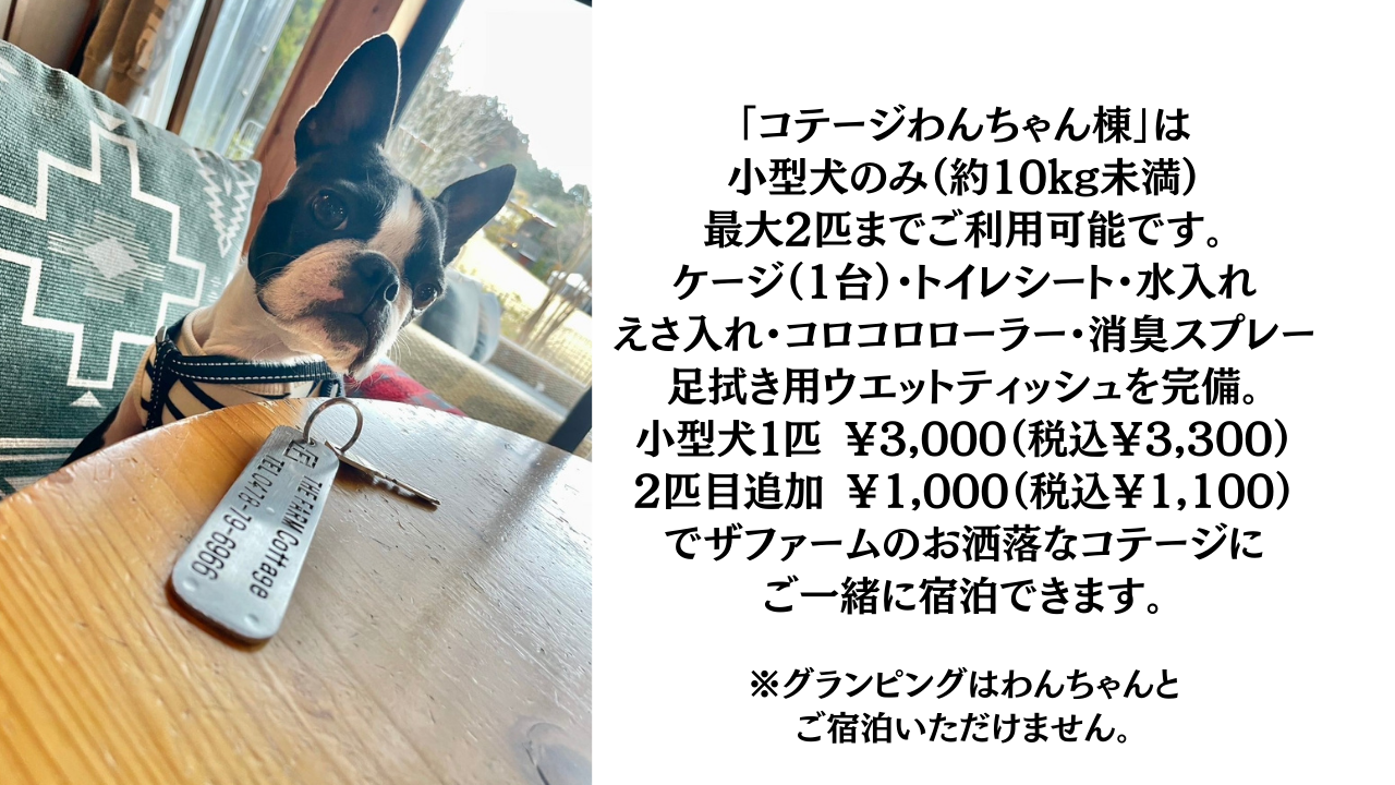 愛犬と過ごす