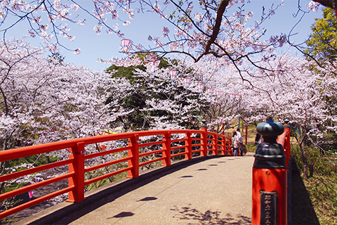 小見川城山公園　桜