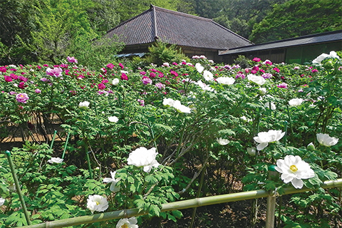 飯高寺  牡丹