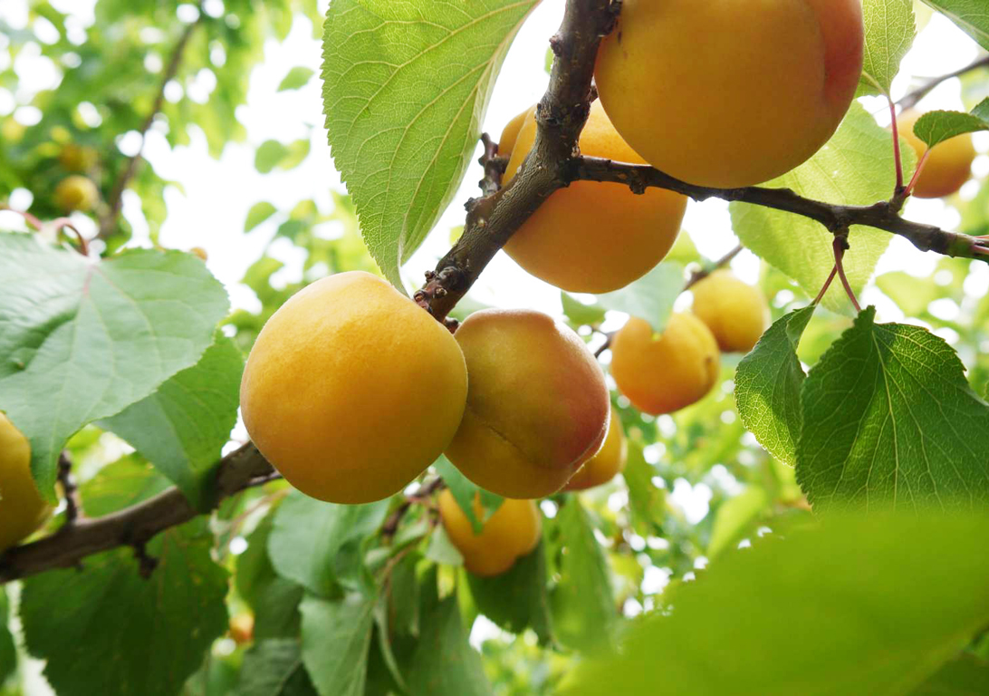 Sold Out 信州松代 あんずmaruke