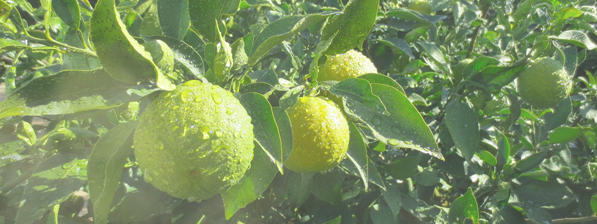 花粉の季節に!柑橘ジャバラ商品詰め合わせ(果皮粉末) 花粉の季節に!柑橘ジャバラ商品詰め合わせ(果皮粉末)
