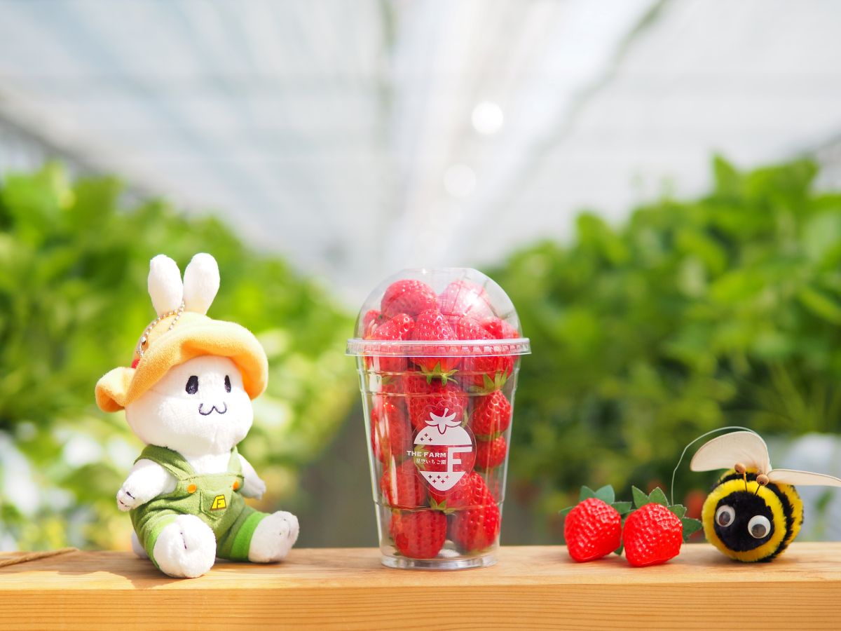 【THE FARM 星空いちご園】平日限定：摘み取りいちご1カップ＝約300gお持ち帰りキャンペーン実施中（5月30日(金)まで）