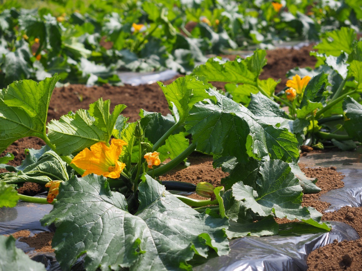 摘まれたズッキーニの花に、もう一度輝きを。～『Farm to Table』で届ける初夏の贈り物