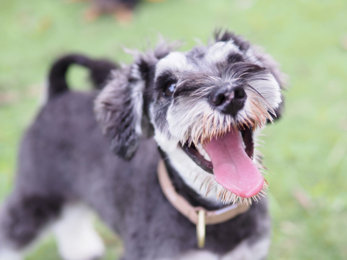 千葉の隠れたドッグランスポット。愛犬と泊まれる農園リゾートの魅力を徹底紹介