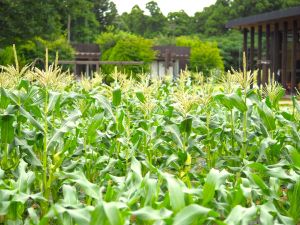 【プレスリリース】畑で始まる感動の朝。糖度20度の極甘生とうもろこし「ドルチェドリーム」を畑でかじる、夏限定の“朝体験”を農園リゾート THE FARMで開催