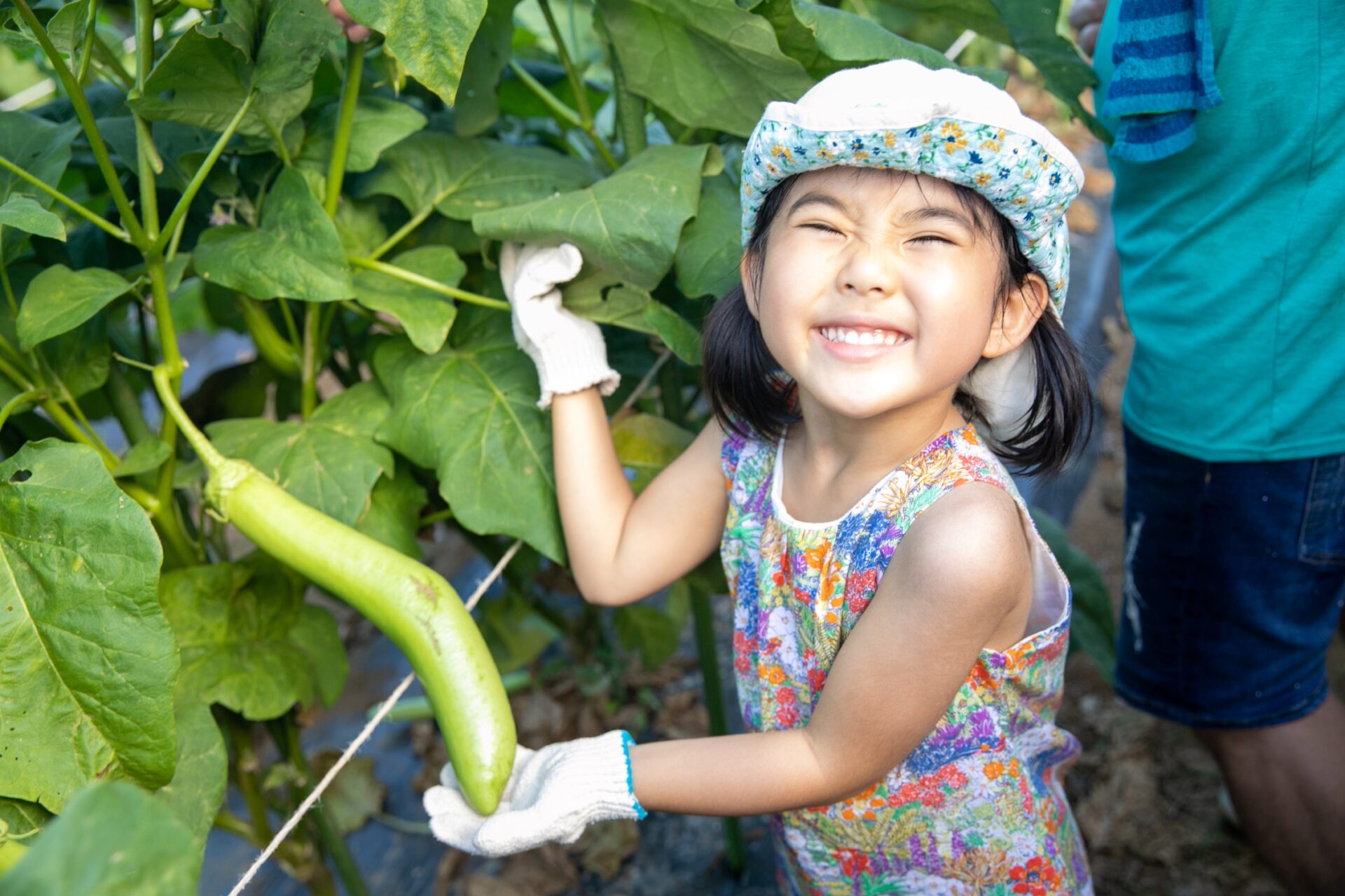 野菜収穫体験