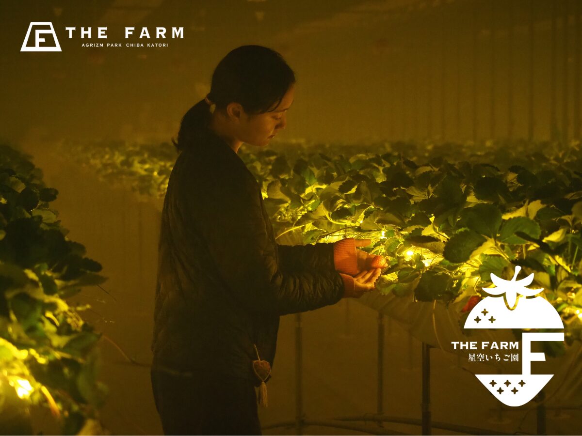いちご狩りのベストシーズンはいつ？千葉の人気農園＆星空いちご園で”夜の映え”体験