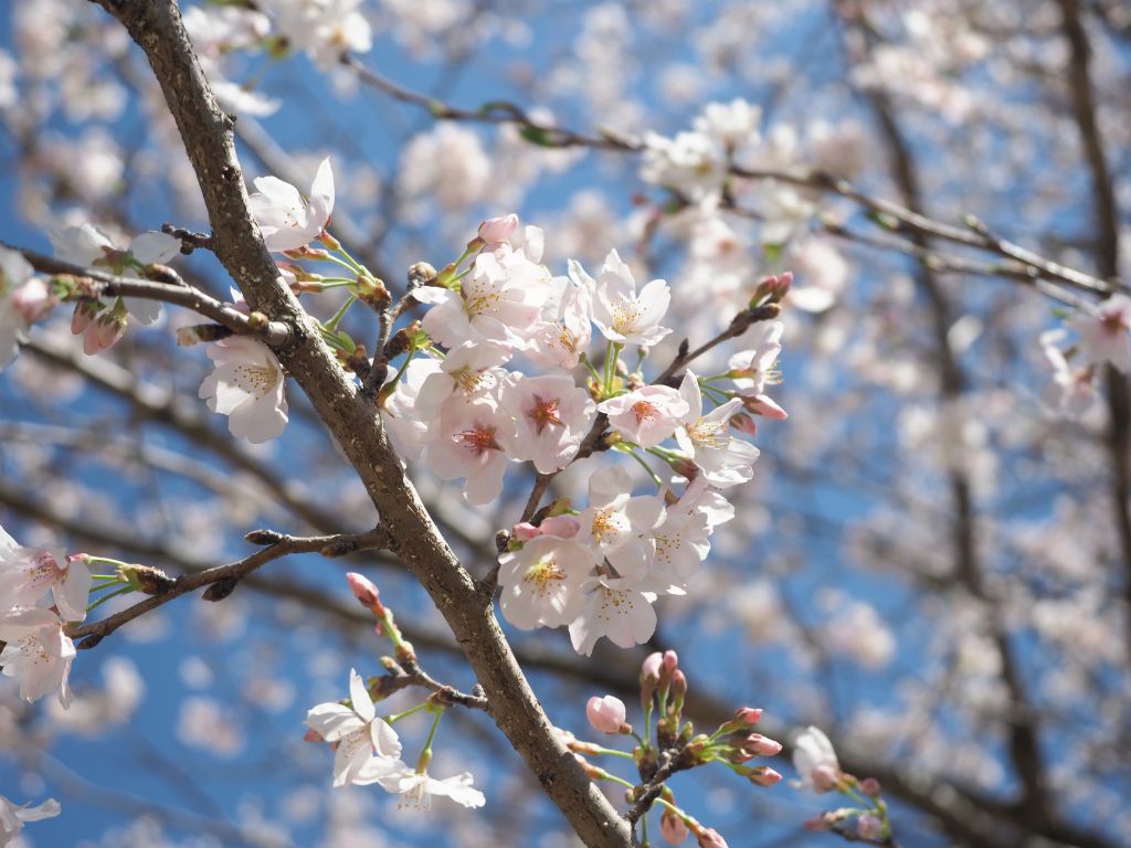 4月週末限定｜【新アニバーサリープラン】フォトフレーム作り体験付き〜お祝いを“カタチに残す”春のコテージステイ〜